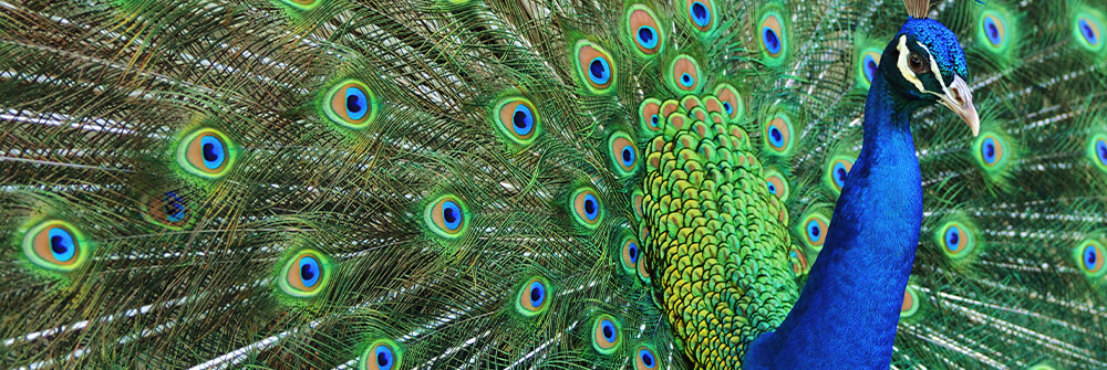 Peacocks photo wallpaper