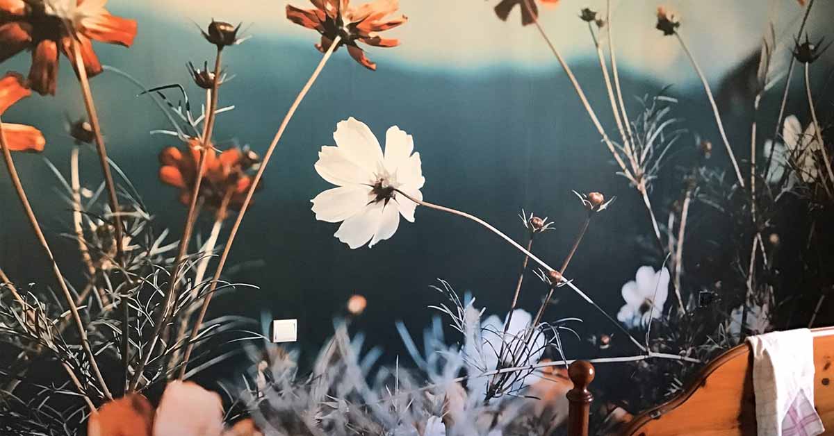 Papier peint champs de fleurs Papier peint champs de fleurs