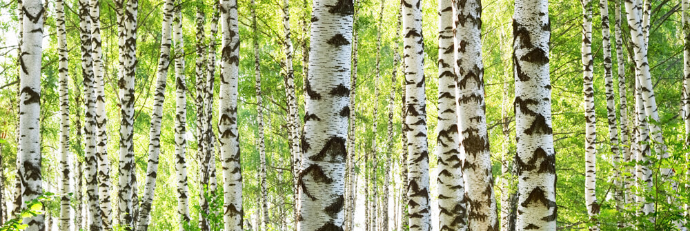 Papier peint Arbres Papier peint Arbres