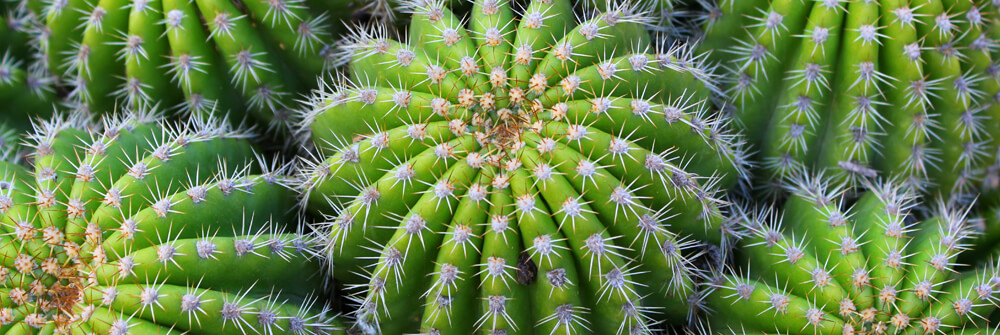 Papier peint cactus Papier peint cactus