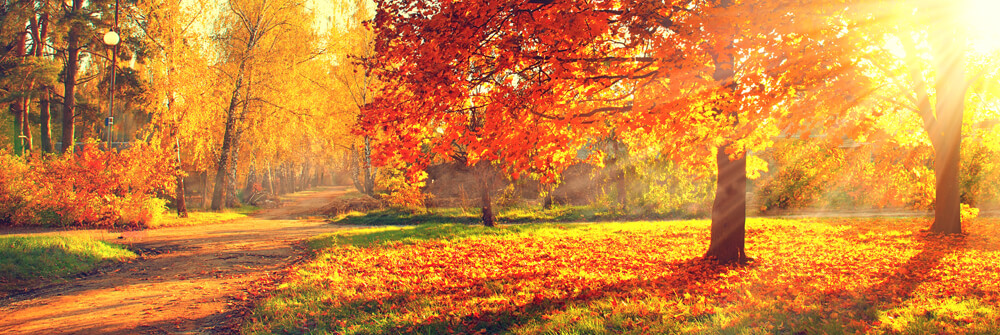 PAPIER PEINT AVEC DE BELLES PHOTOS D'AUTOMNE PAPIER PEINT AVEC DE BELLES PHOTOS D'AUTOMNE
