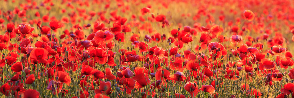 Papier peint Coquelicots Papier peint Coquelicots