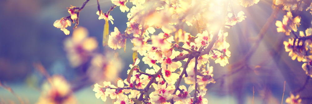 Papier Peint Printemps Papier Peint Printemps