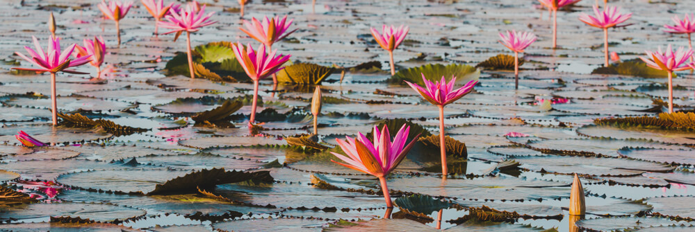 Papier peint fleur de Lotus Papier peint fleur de Lotus