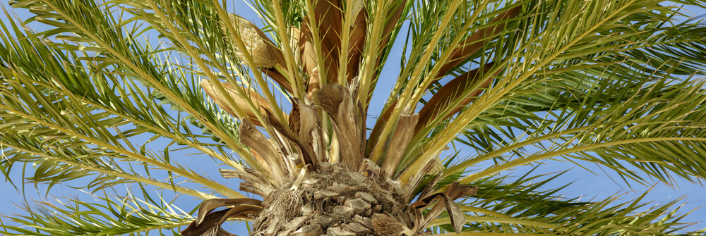 Papier Peint Panoramique palmier