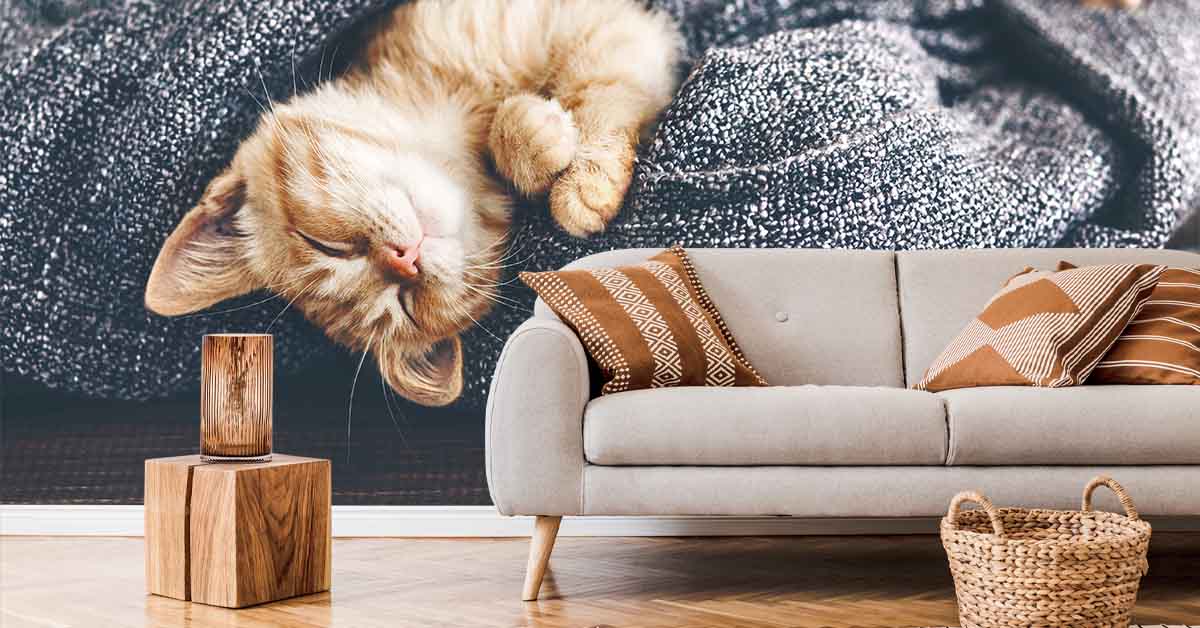 Papier Peint chats