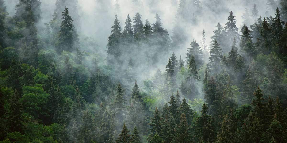 Papier Peint Forêt