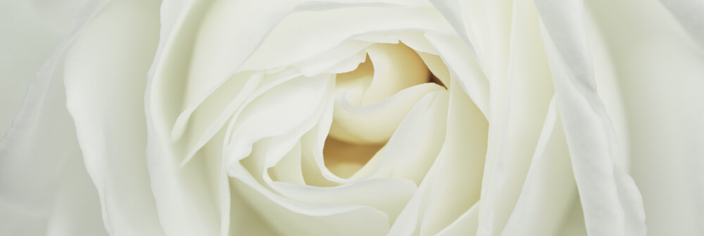 Papier Peint Panoramique roses Papier Peint Panoramique roses