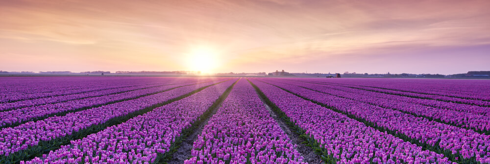 Papier Peint Panoramique Tulipes Papier Peint Panoramique Tulipes