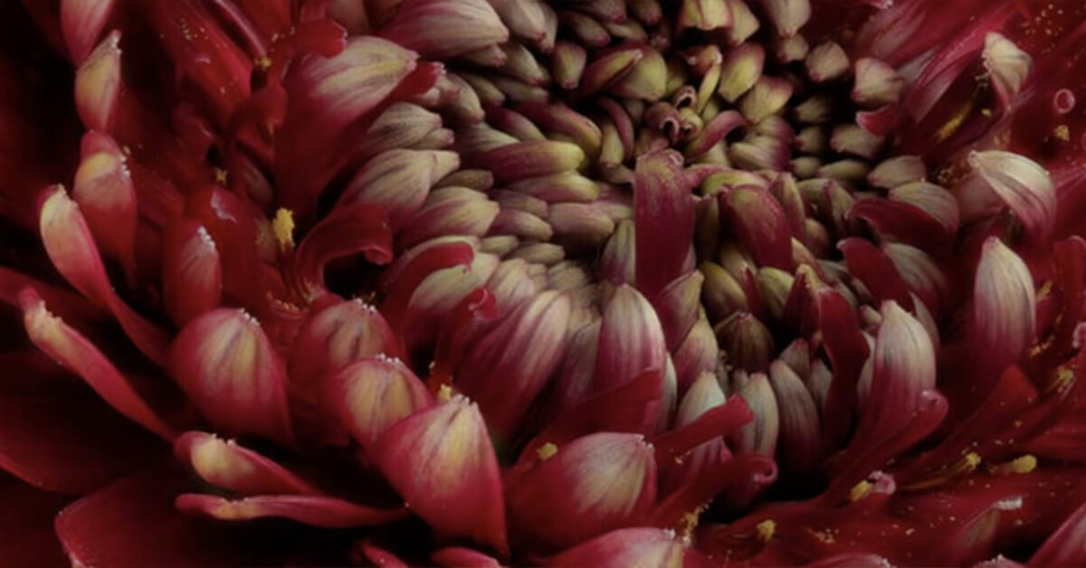 Wallexclusive Premium Fleurs