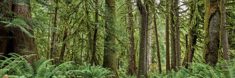 Wallexclusive Premium Forêts Wallexclusive Premium Forêts