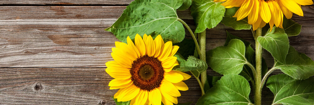 Papier Peint Panoramique tournesol Papier Peint Panoramique tournesol