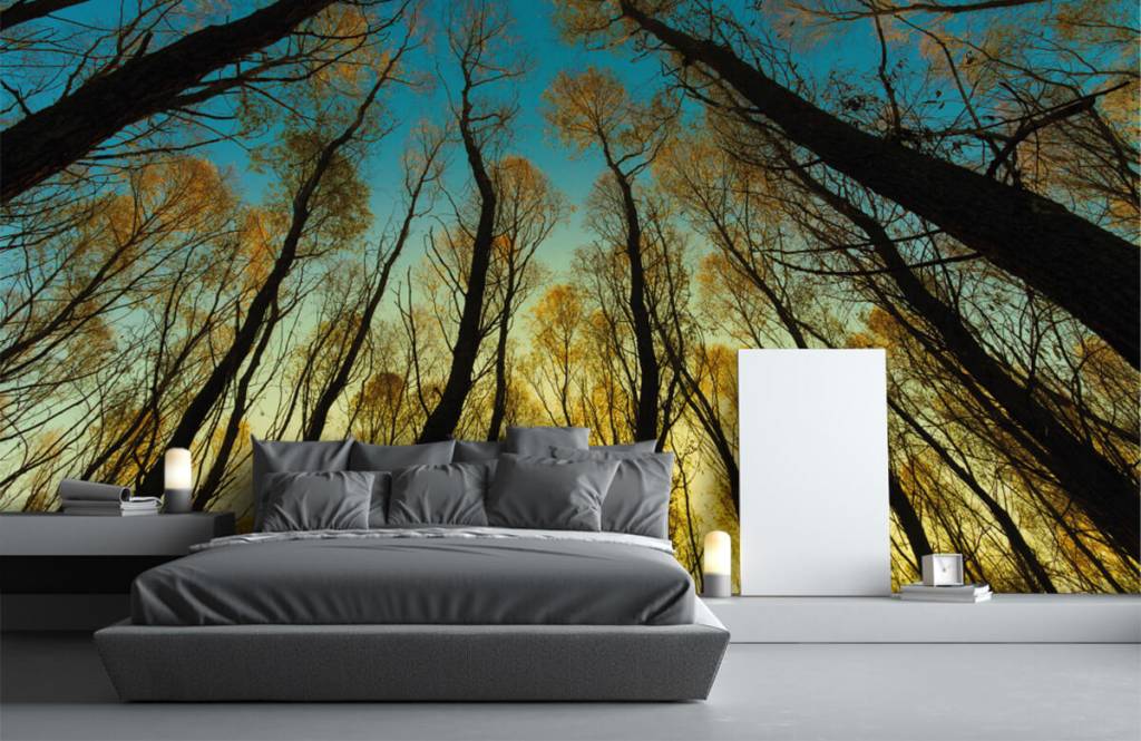 Papier peint de la forêt - Lever de soleil entre les grands arbres - Chambre à coucher 1