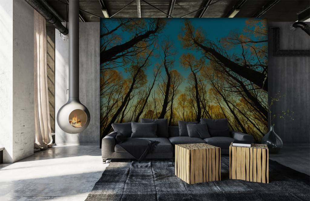 Papier peint de la forêt - Lever de soleil entre les grands arbres - Chambre à coucher 6