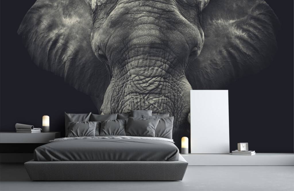 Elephants - Gros plan sur un éléphant - Chambre à coucher 1