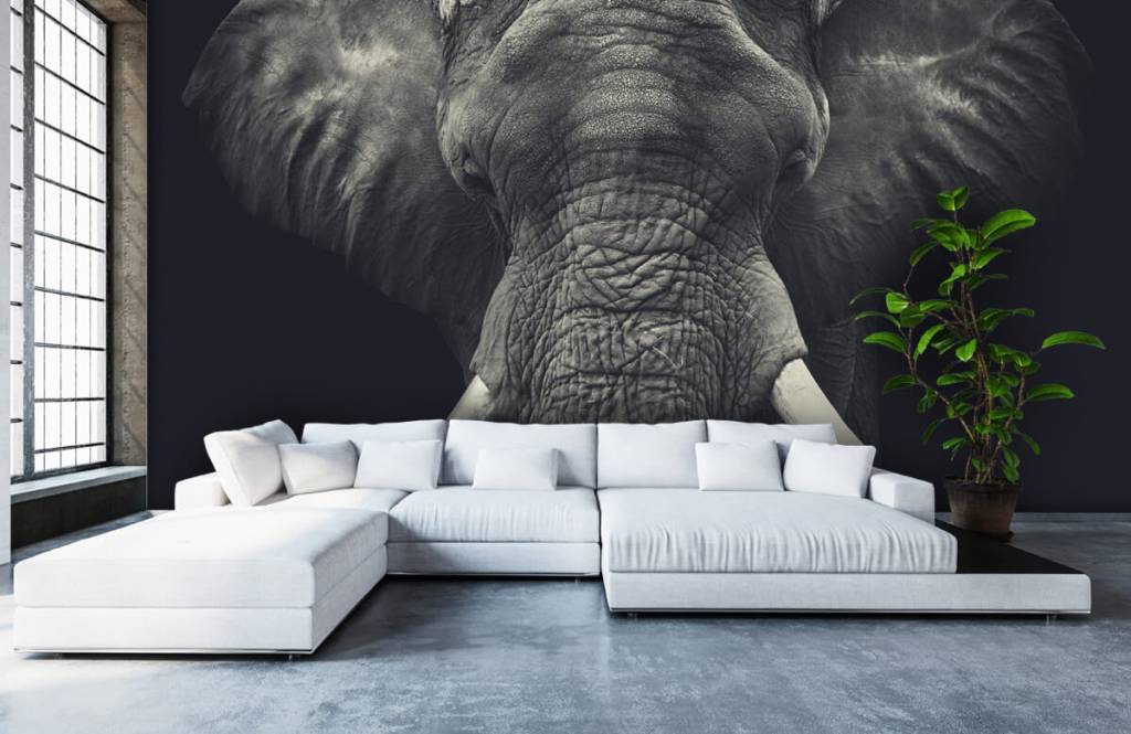 Elephants - Gros plan sur un éléphant - Chambre à coucher 5