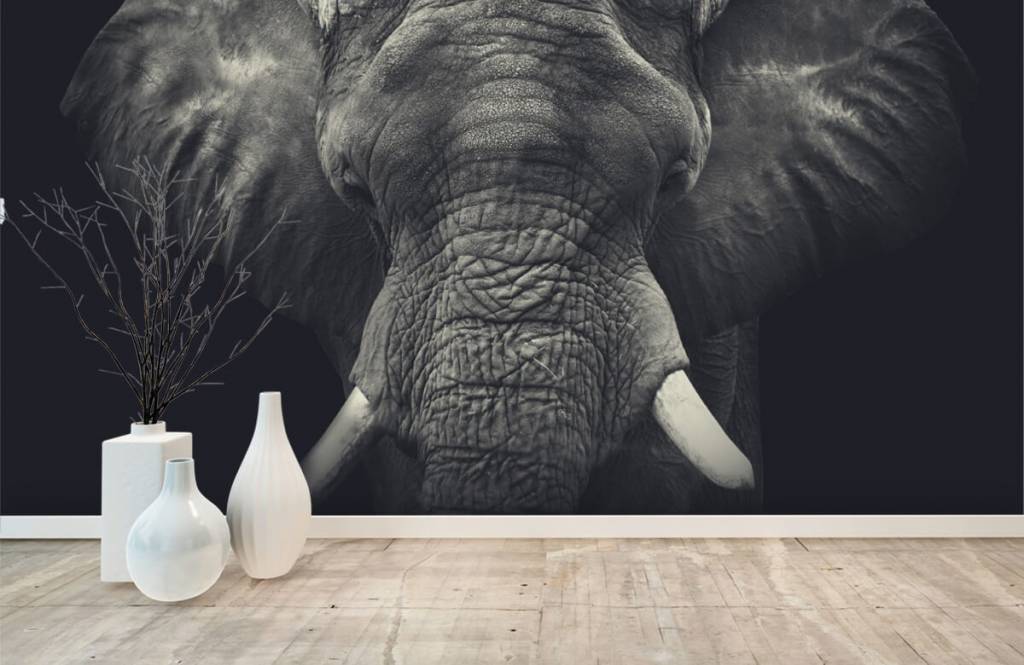 Elephants - Gros plan sur un éléphant - Chambre à coucher 8