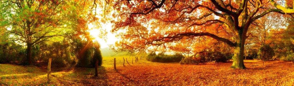 Paysage d'automne avec forêt et prairie