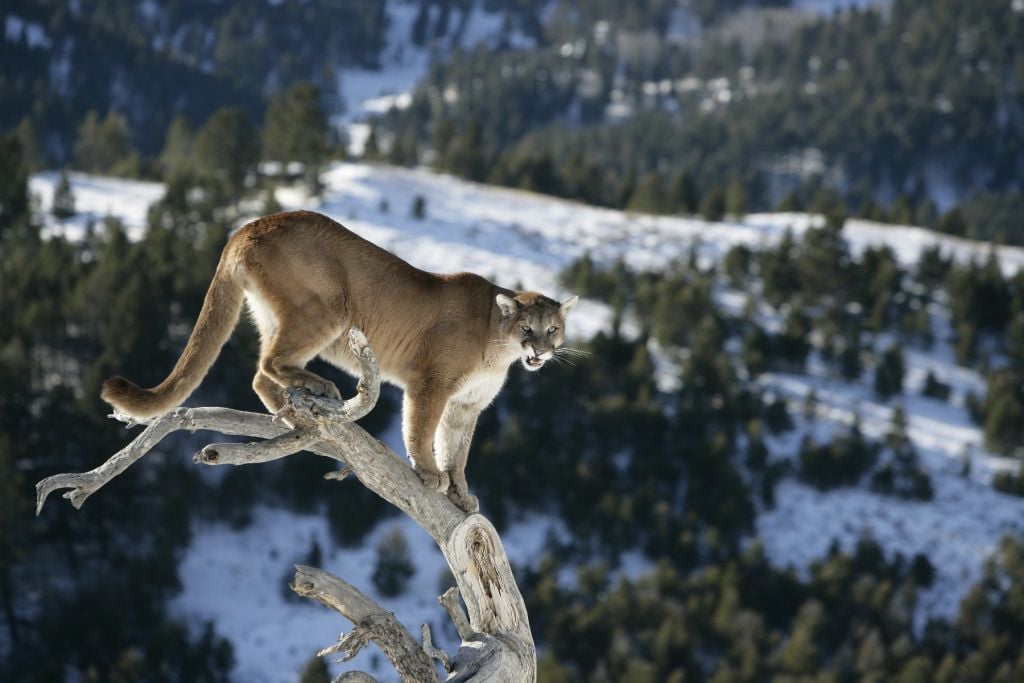 Lion de montagne sur un arbre mort