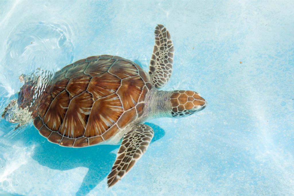 Une tortue dans l'eau