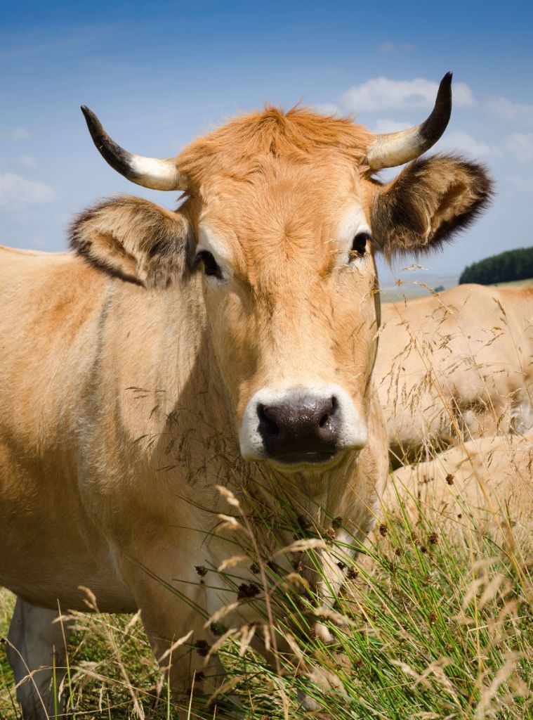 Vache à cornes