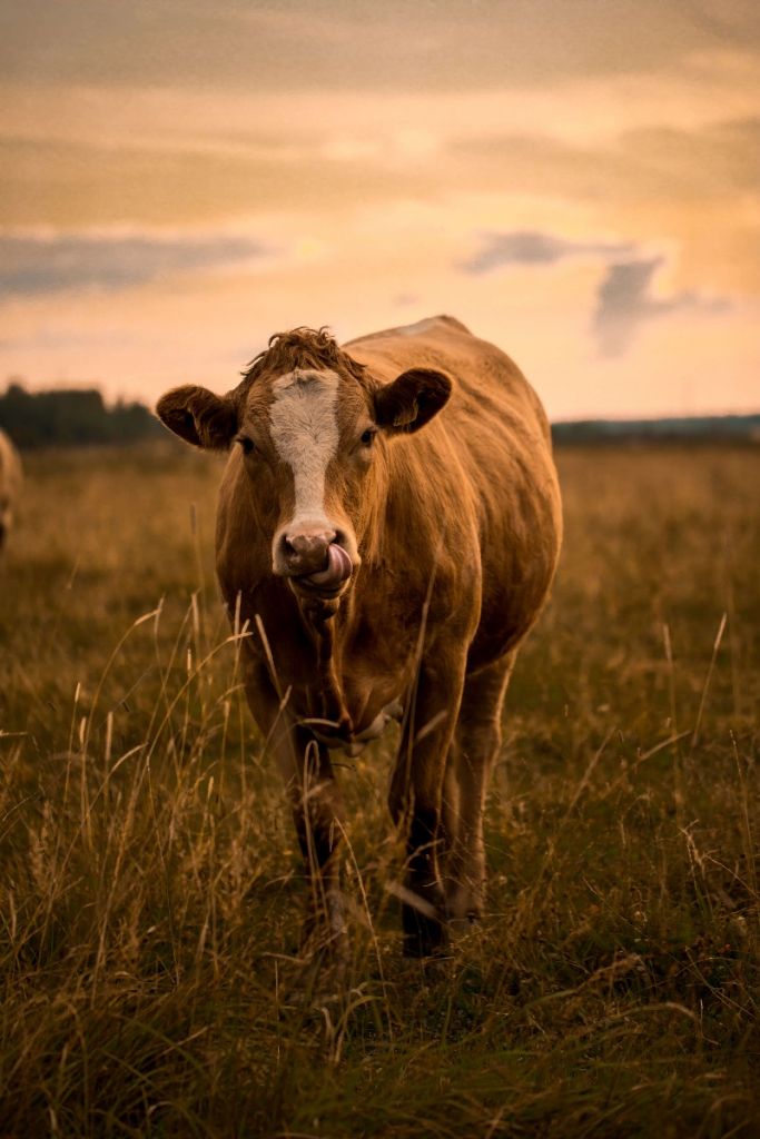 Vache avec la langue dans le nez