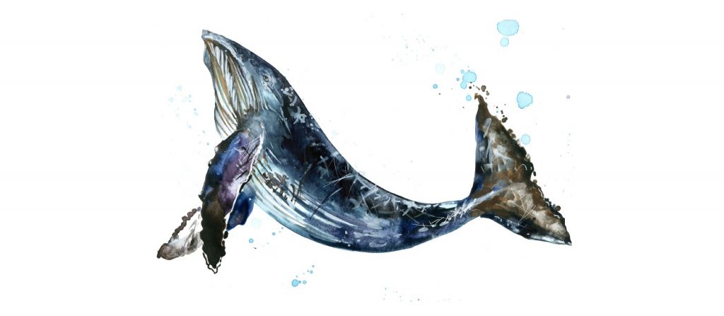 Baleine à bosse d'aquarelle à la nage