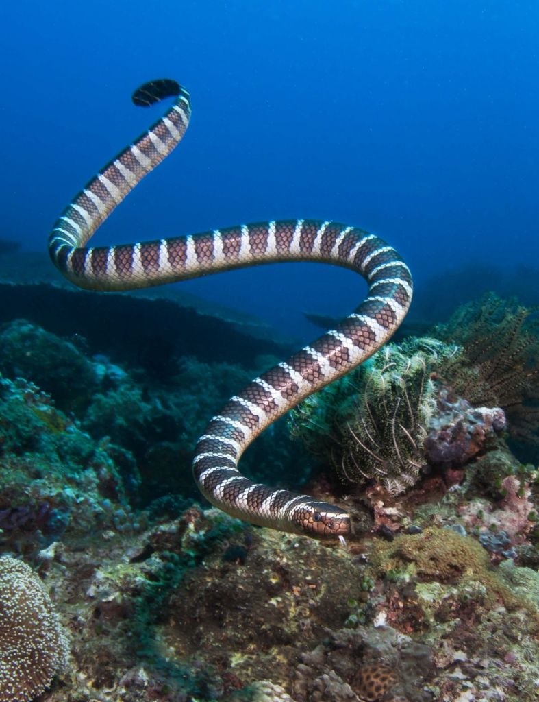 Serpent de mer rayé