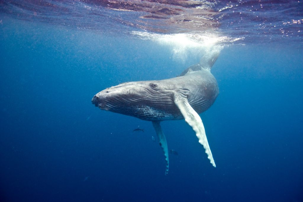 Rorqual à bosse