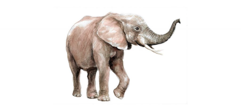 Eléphant d'aquarelle