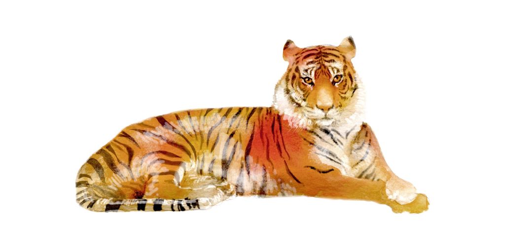 Tigre au repos