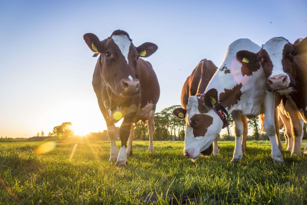 Fond d'écran des vaches