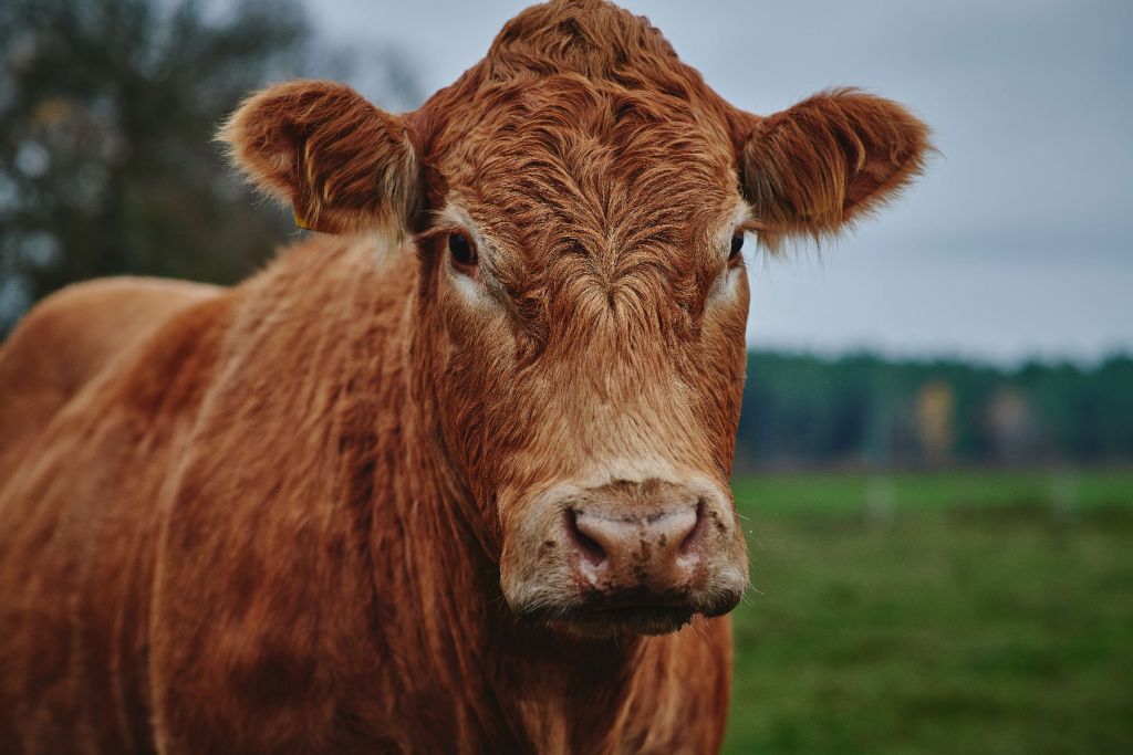 Portrait d'une vache