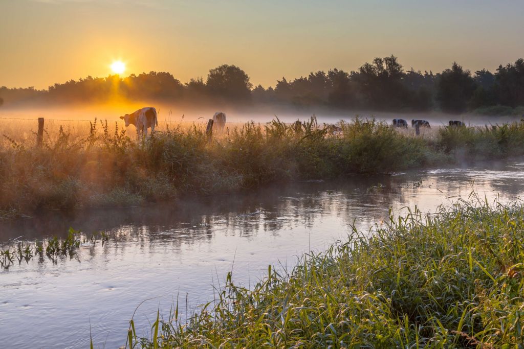 Des vaches dans la prairie