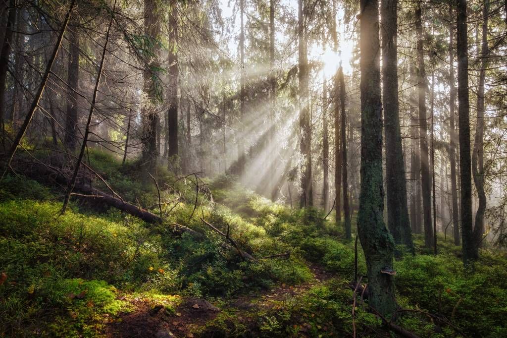 Forêt d'automne ensoleillée