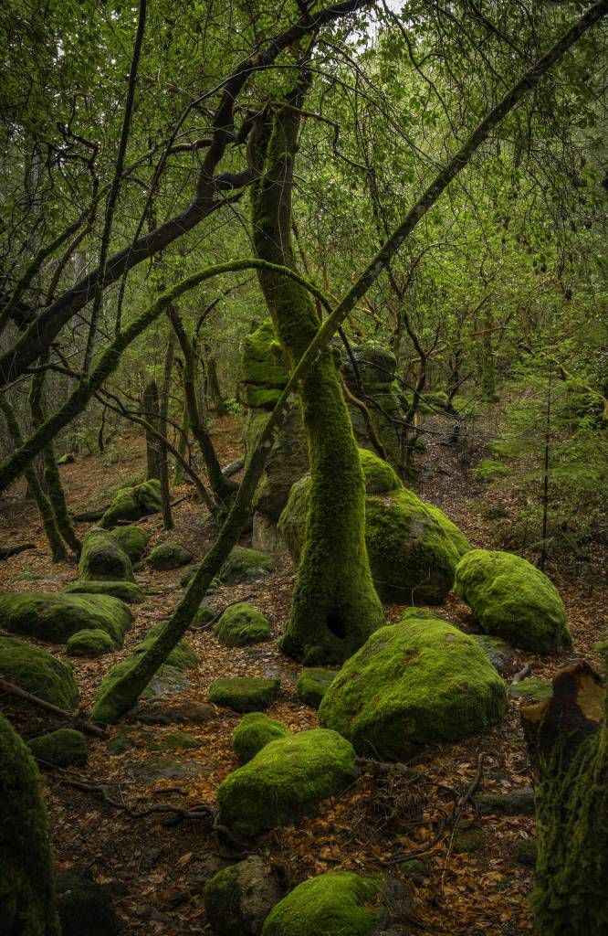 Arbres et mousses