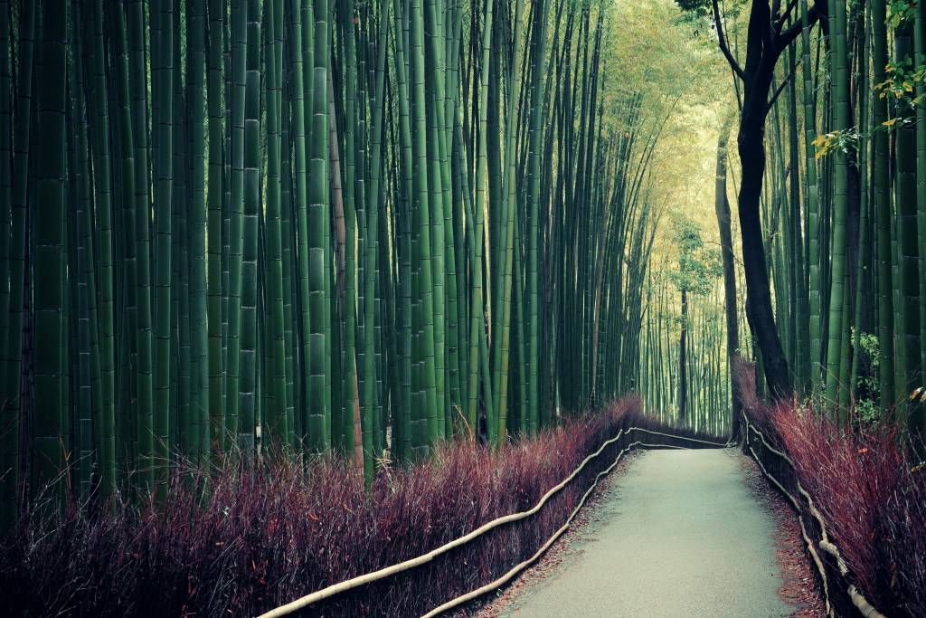 Forêt de bambous