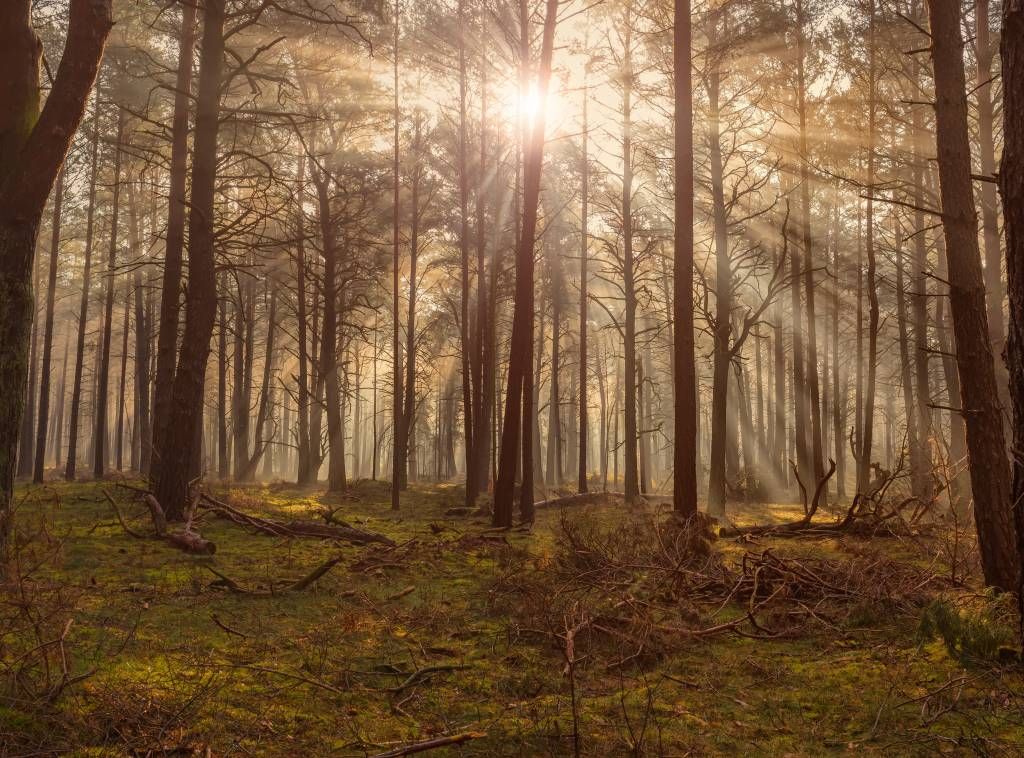 Forêt avec de grands arbres