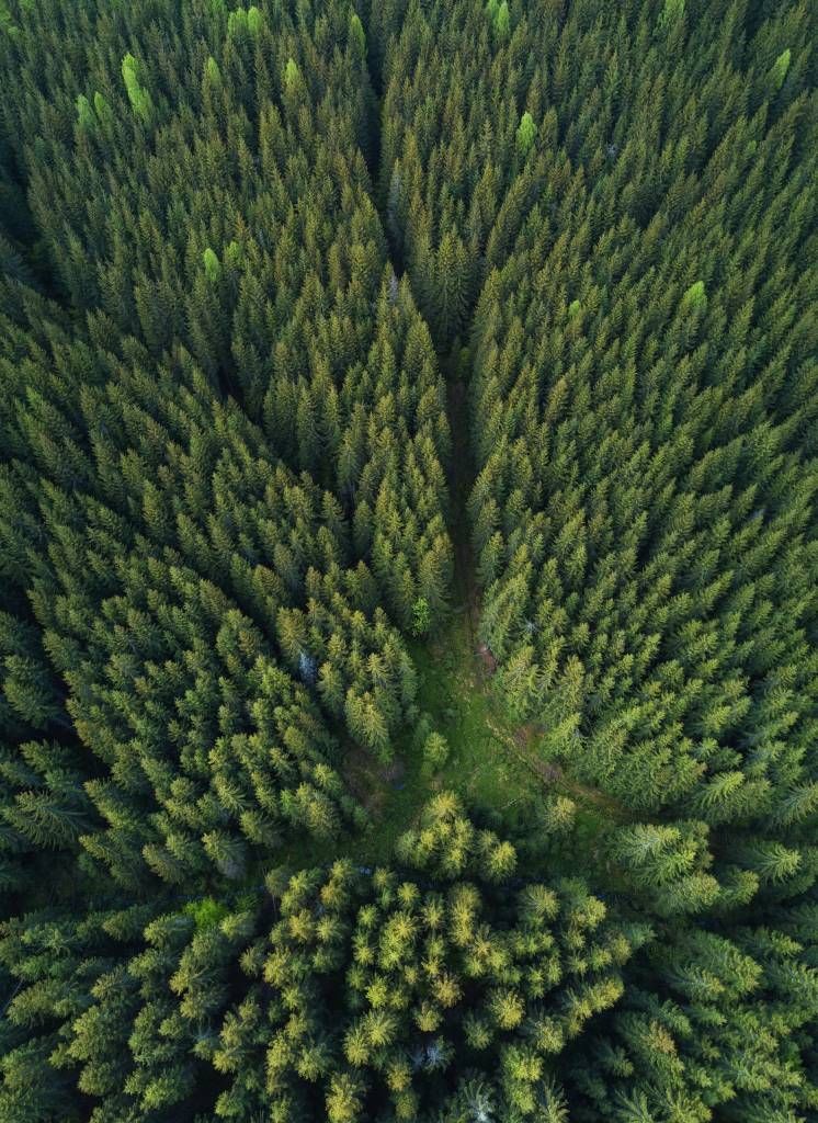 La pinède vue d'en haut