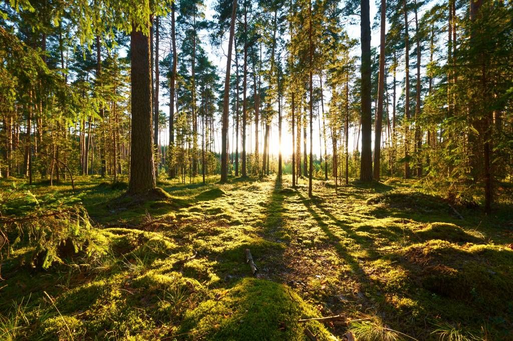 Forêt de pins