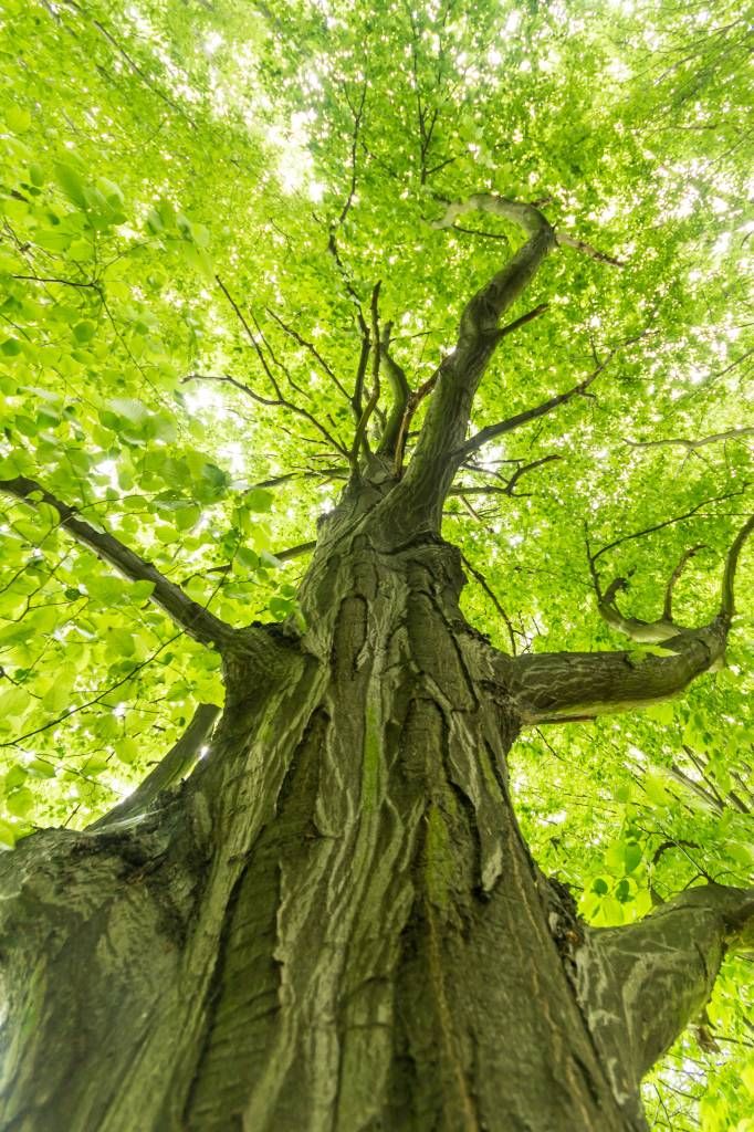 Grand arbre dans la forêt