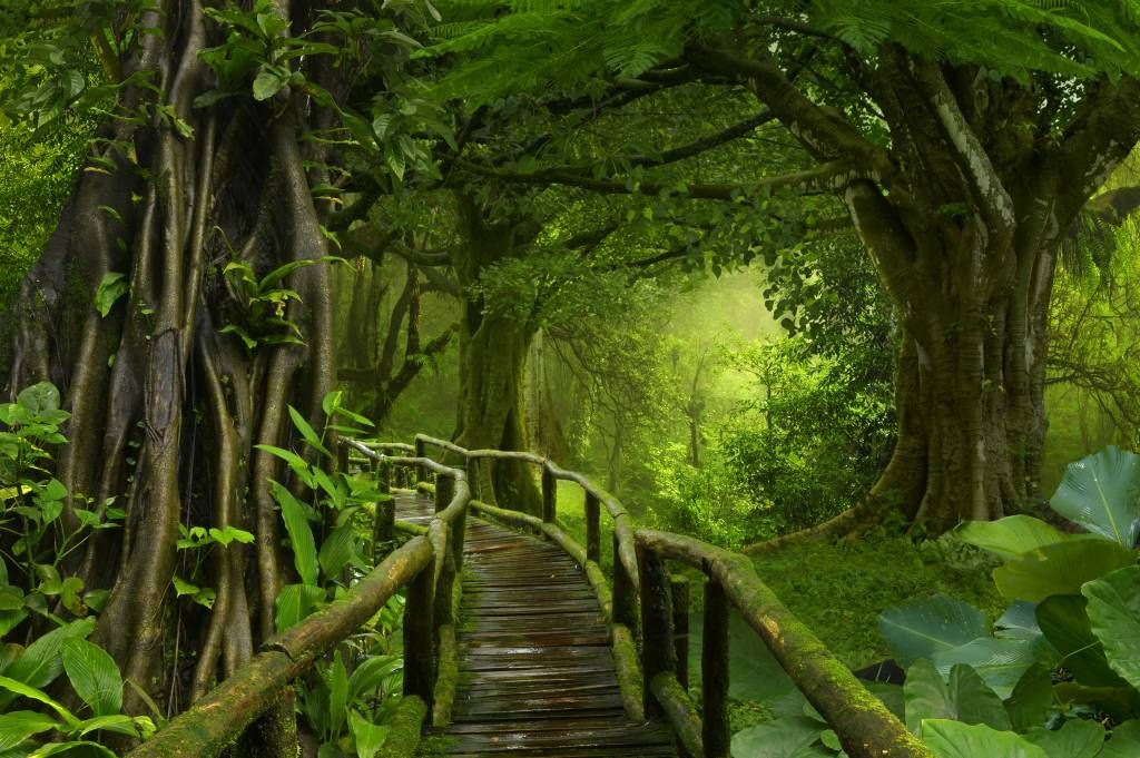 Pont en bois à travers une jungle verte