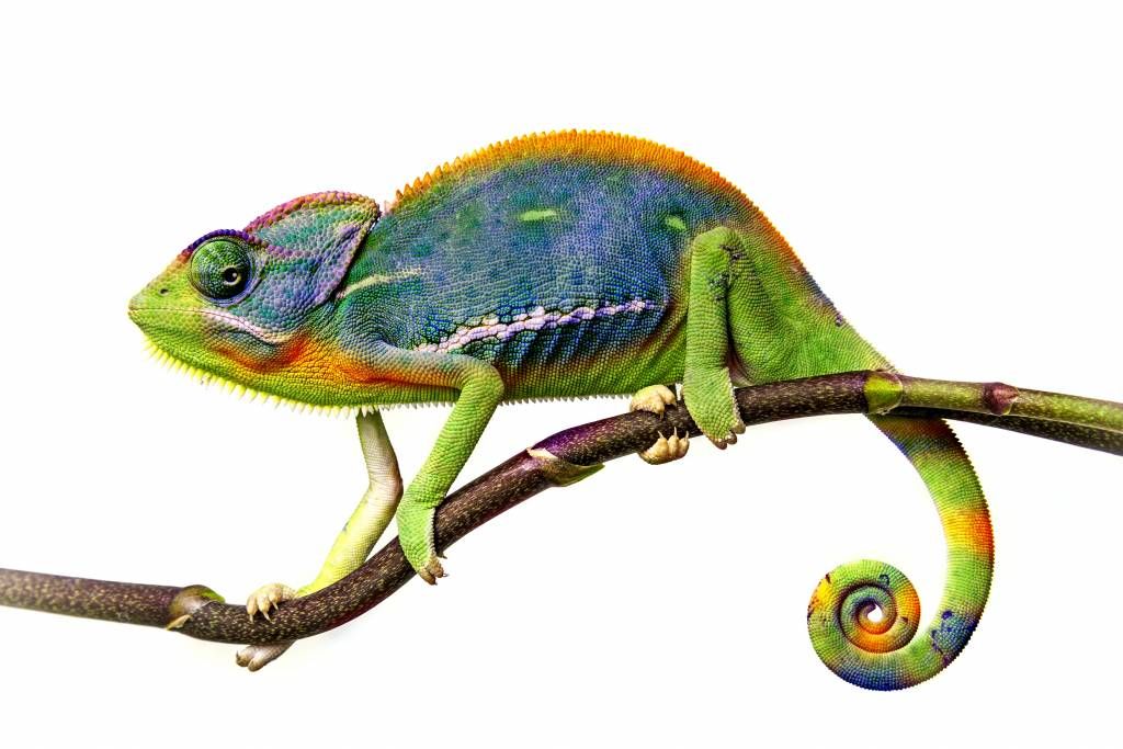 Caméléon