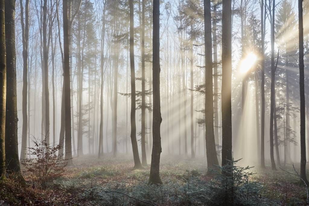 Forêt brumeuse