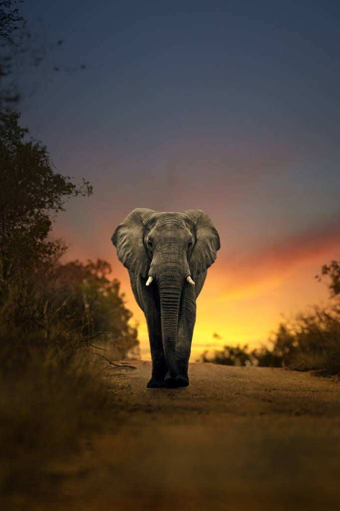 Eléphant au coucher du soleil