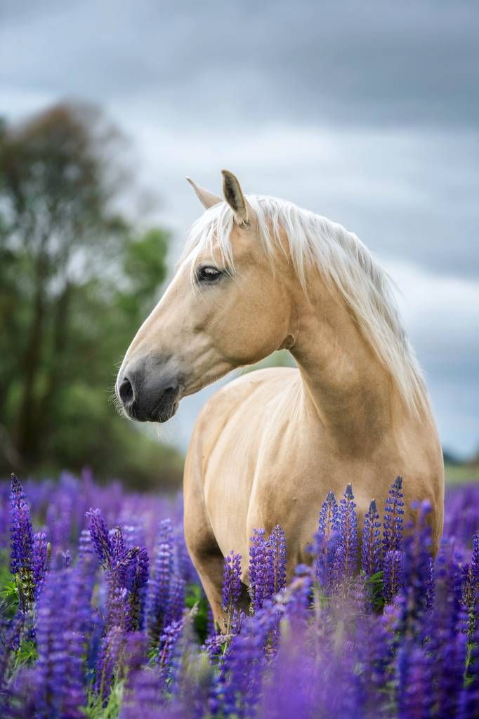 Cheval parmi les fleurs de papillon