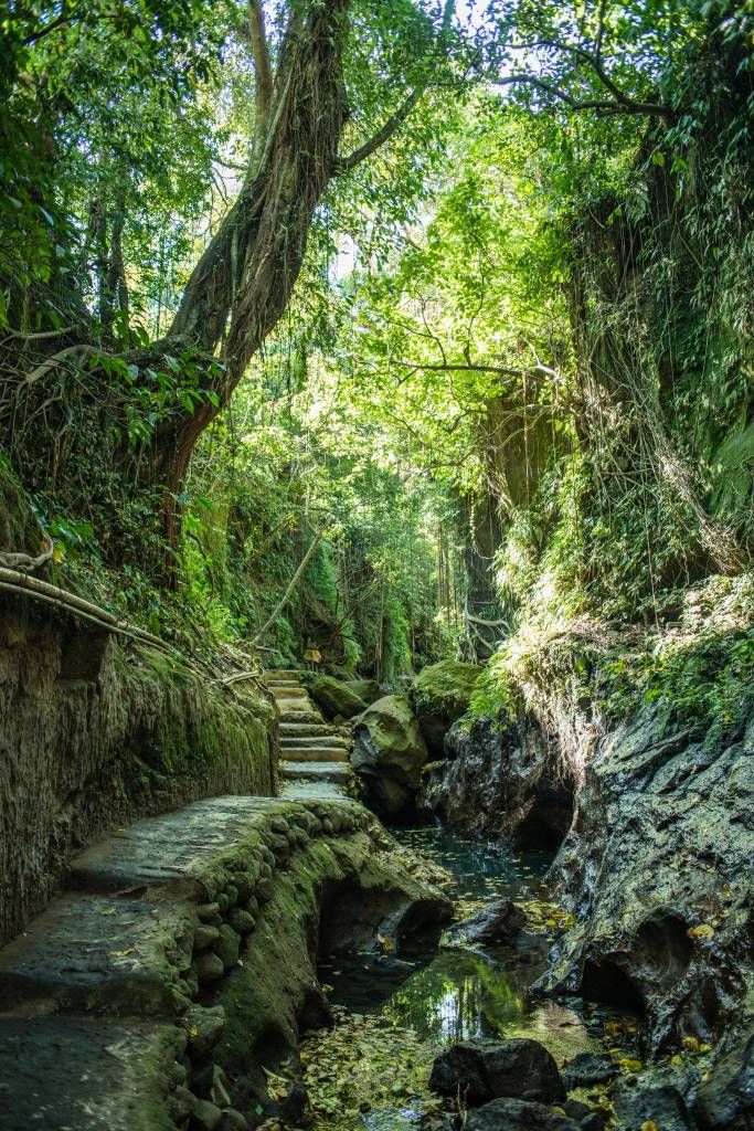 Sentier à travers la jungle