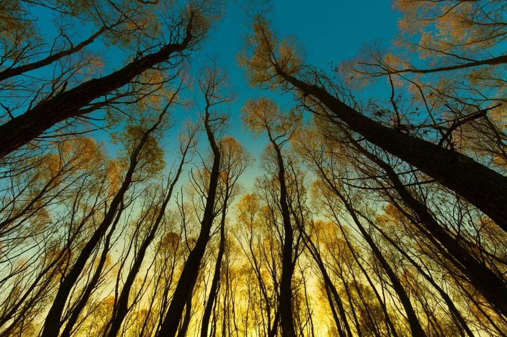 Lever de soleil entre les grands arbres