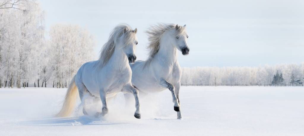 Chevaux dans la neige