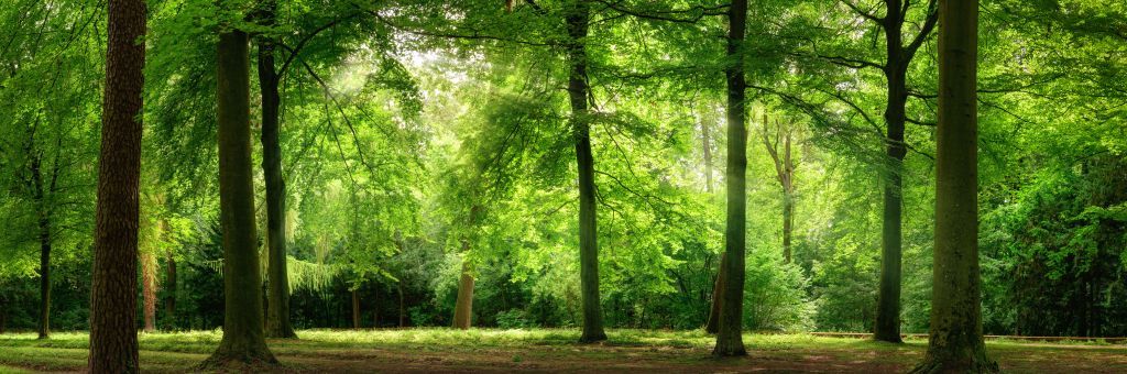 Forêt avec brume légère